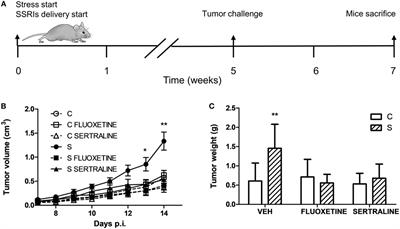 Beneficial Effect of Fluoxetine and Sertraline on Chronic Stress-Induced Tumor Growth and Cell Dissemination in a Mouse Model of Lymphoma: Crucial Role of Antitumor Immunity